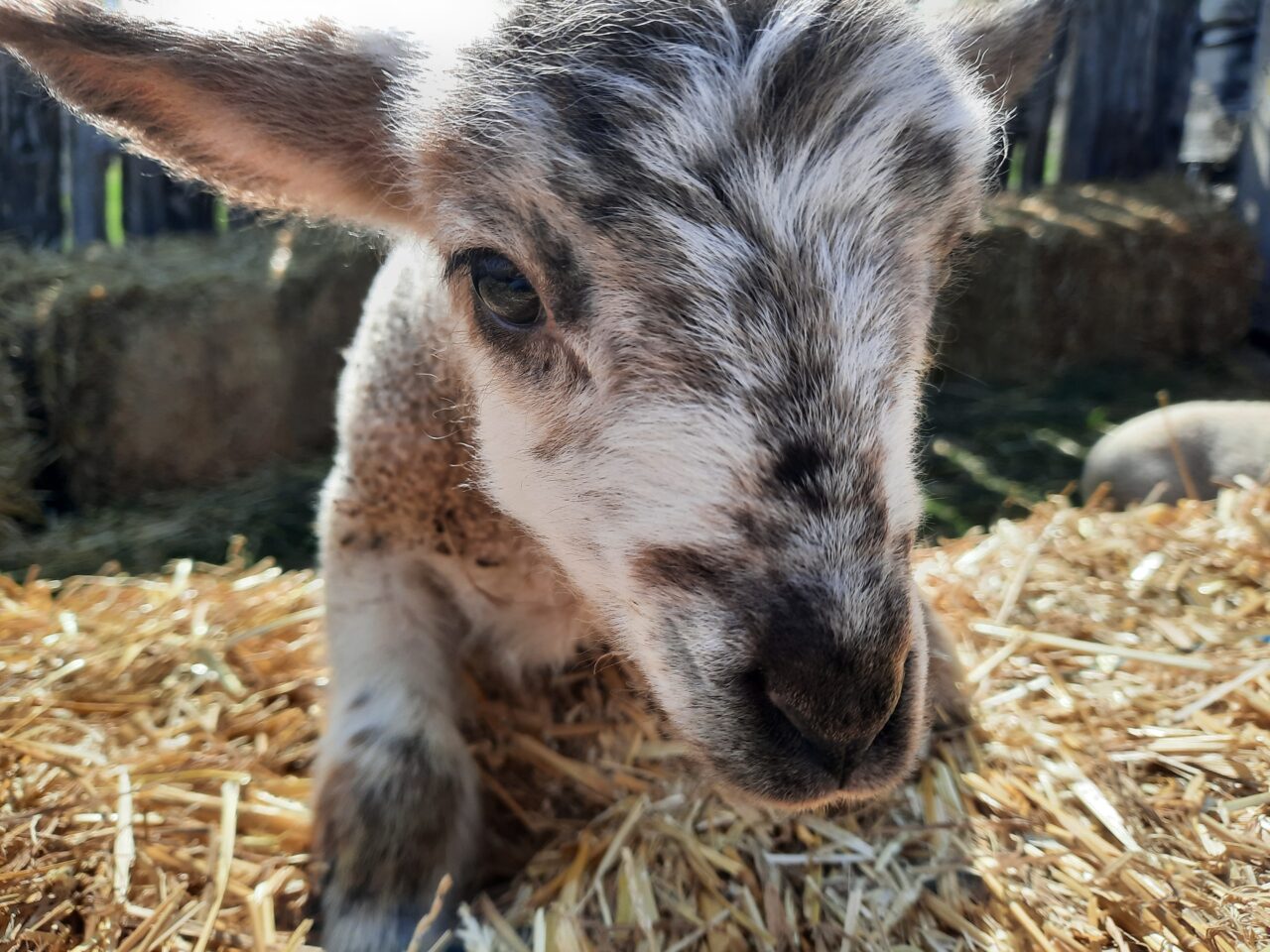 Close up of baby lamb face