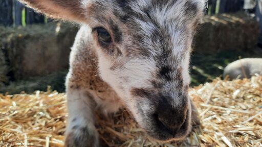 Close up of baby lamb face