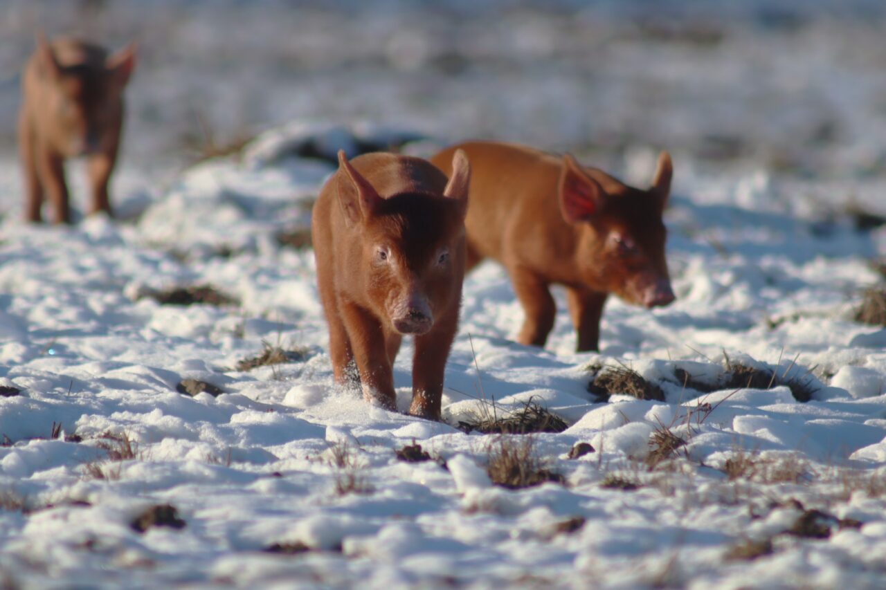 brown pigs on snowy field