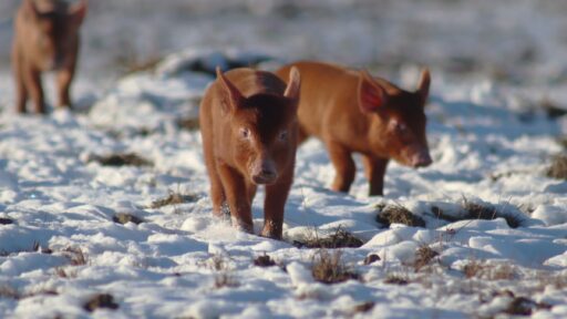 brown pigs on snowy field