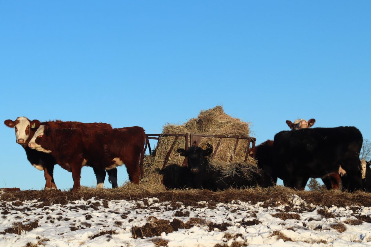 cows in a field in a snowy field