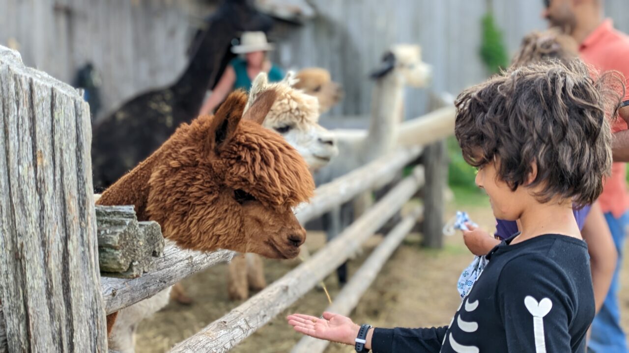 Young boy feeding brown alpaca over a wooden fence with family in the background