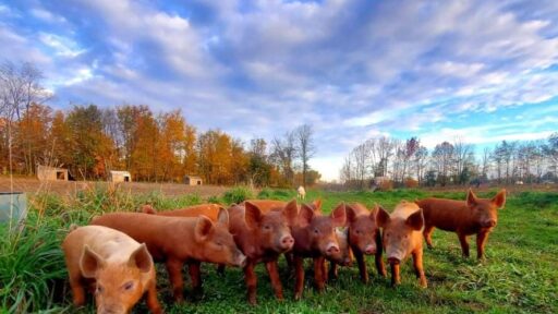 pigs in a field