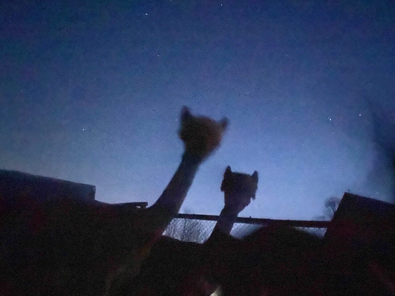 2 alpacas looking over a fence with a starry night sky