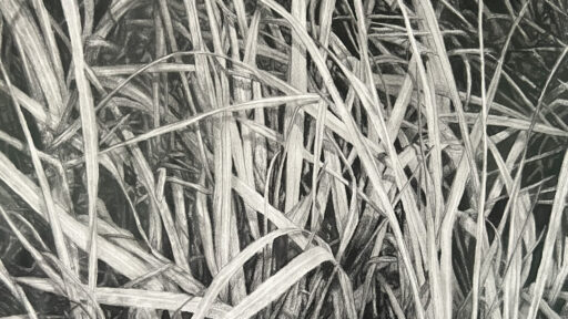 black and white drawing of grass