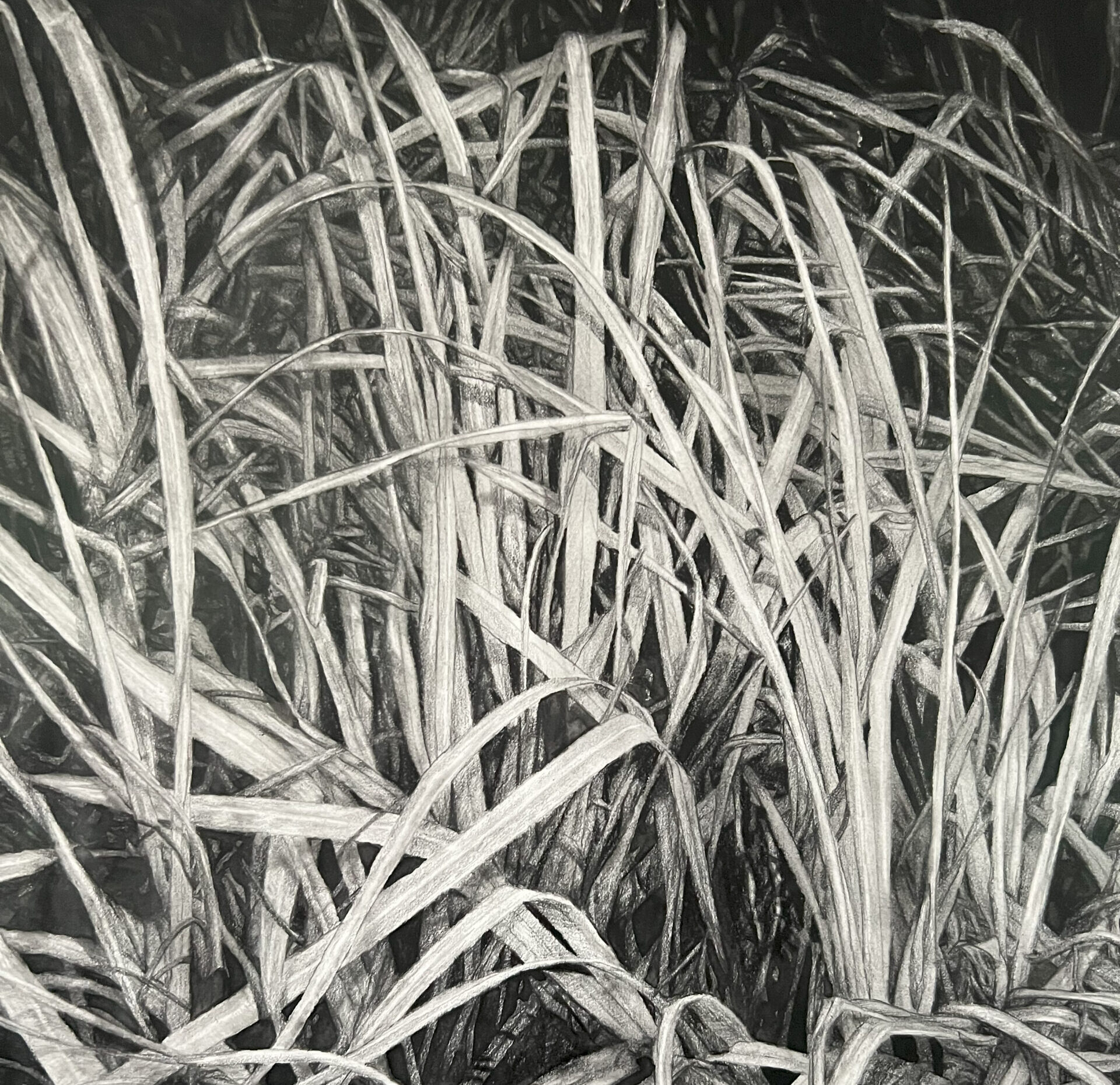 black and white drawing of grass