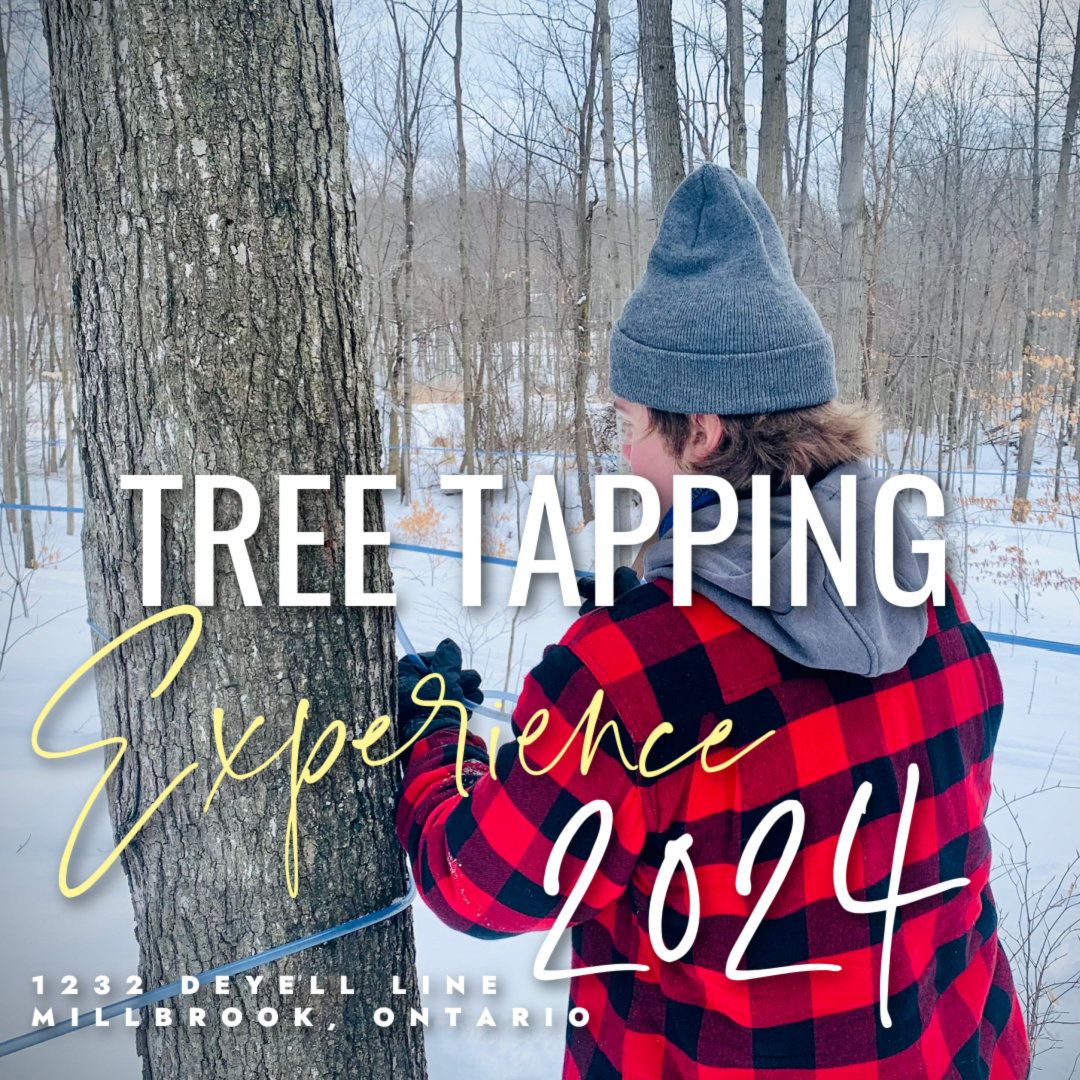 Poster for Tree Tapping Experience, Someone in plaid shirt tapping a tree
