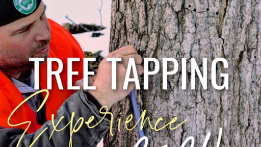 Poster for the Tree Tapping Experience, someone tapping a tree