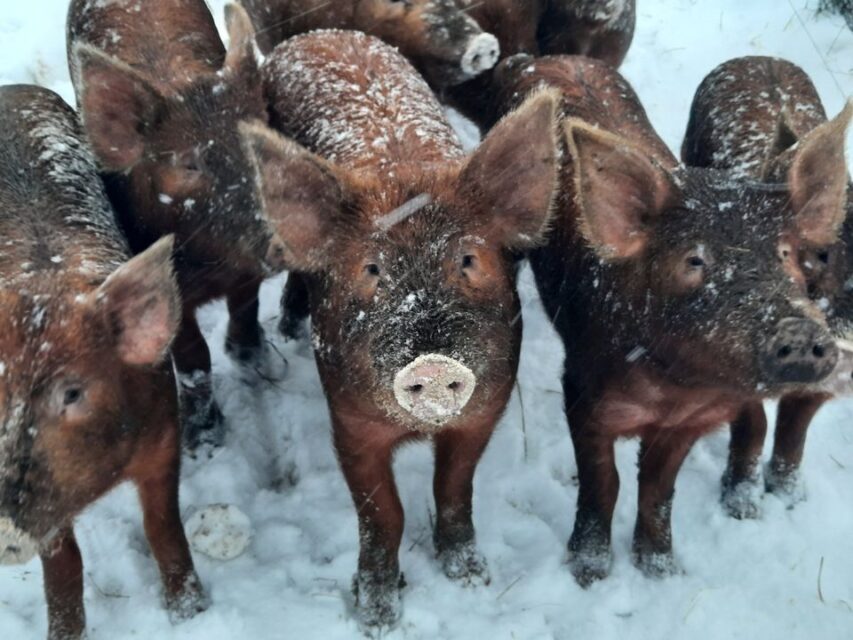 pigs in snow