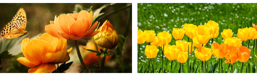 two photos of orange flowers and a butterfly and yellow flowers