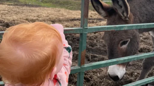 child looking at a donkey