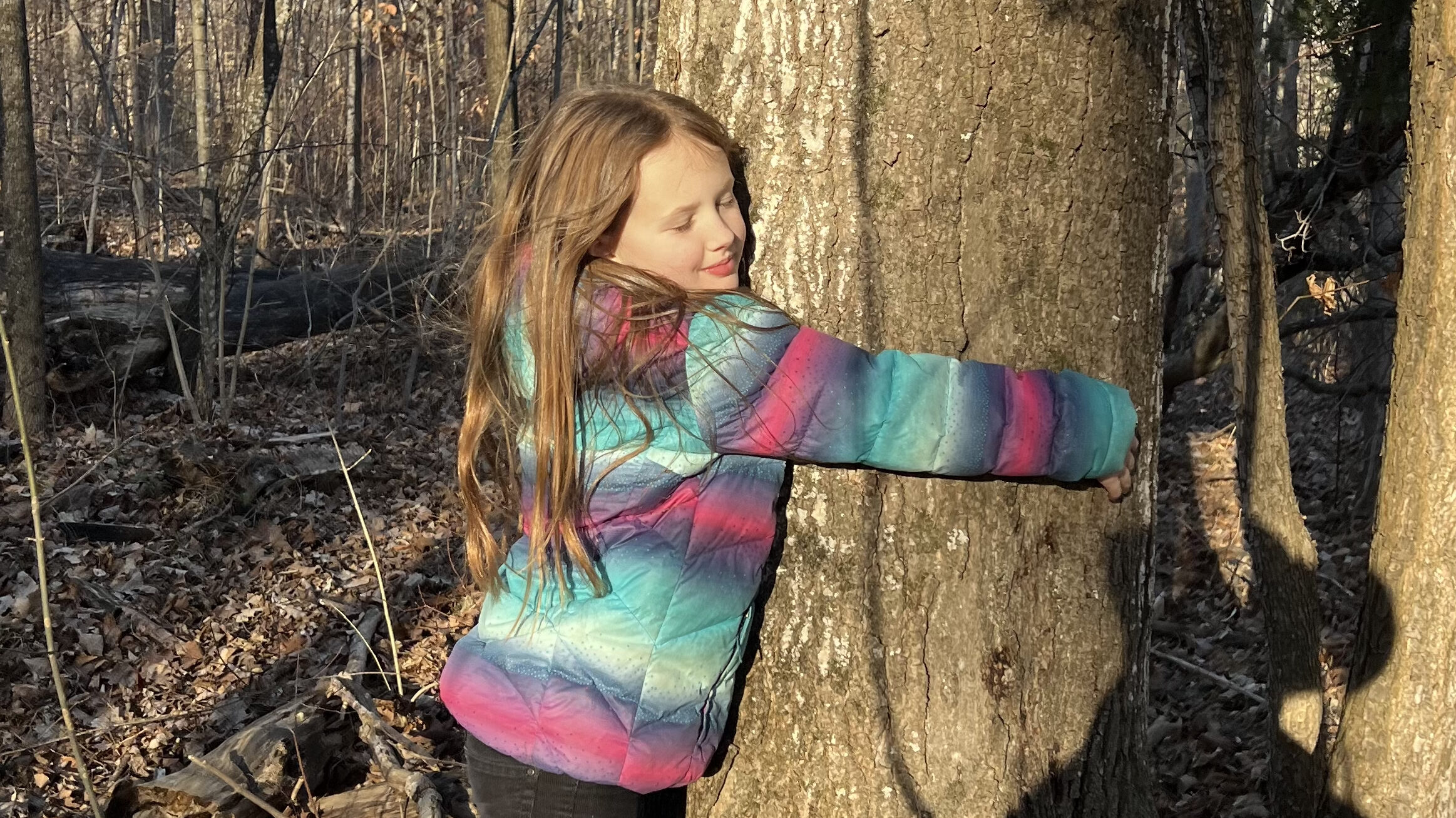Child hugging one of the world's oldest sugar maple trees in Mark S. Burnham Provincial Park just east of Peterborough Ontario Canada