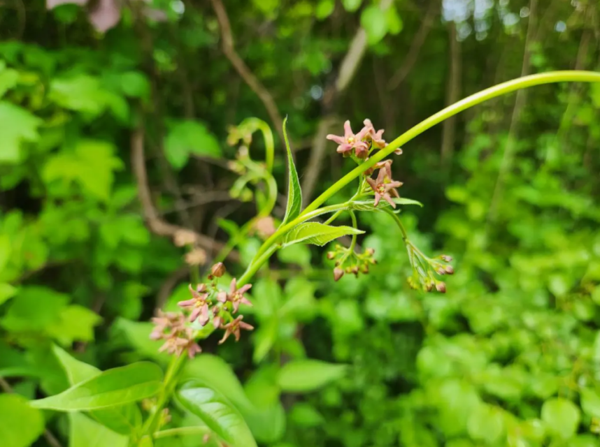 Dog Strangling Vine