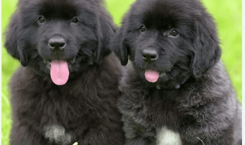 an image of two black Newfoundland breed puppies