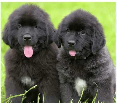 an image of two black Newfoundland breed puppies