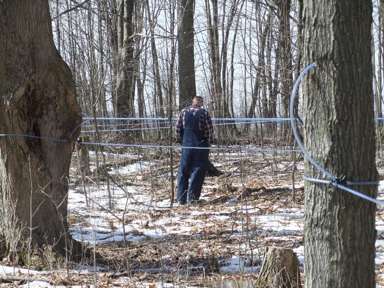 Man standing in a forest with maple syrup tapping lines