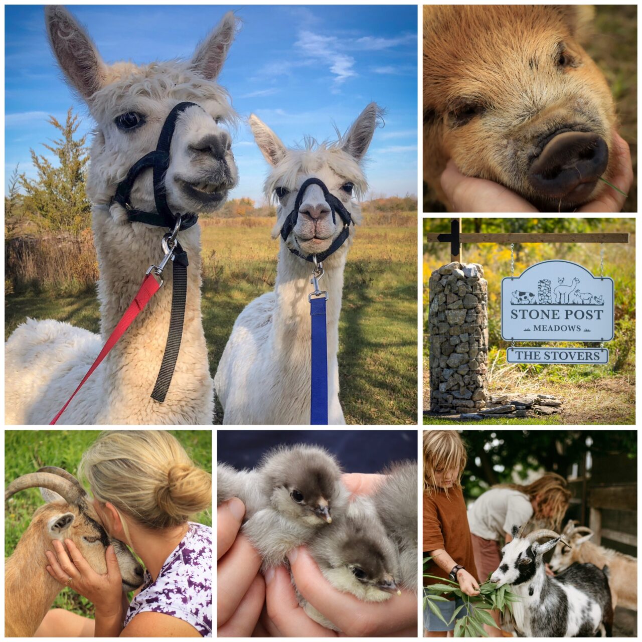 Experiences with alpacas, pigs, goats, chicks. The Stone Post Meadows front sign.