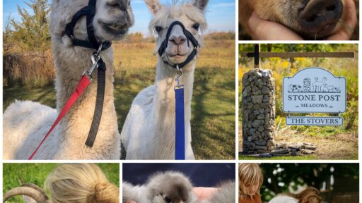 Experiences with alpacas, pigs, goats, chicks. The Stone Post Meadows front sign.